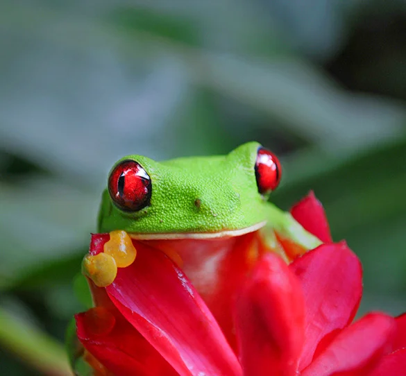 Nature in Costa Rica, and Colonial Cities in Nicaragua. Nature in Costa Rica, and Colonial Cities in Nicaragua.