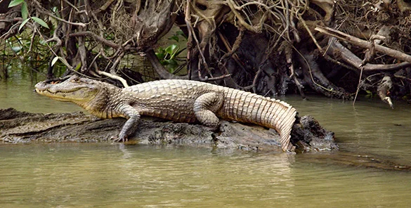 Grayline Costa Rica y Panamá. Grayline Costa Rica y Panamá.