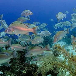 Barrera de Coral de Belice