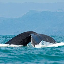 Ballena Marine National Park