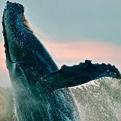 Observación de Ballenas