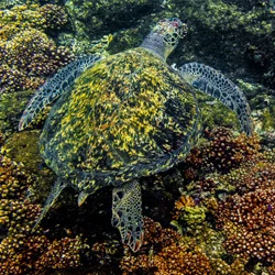 Tortugas Marítimas en Panamá