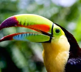 Centroamérica Natural